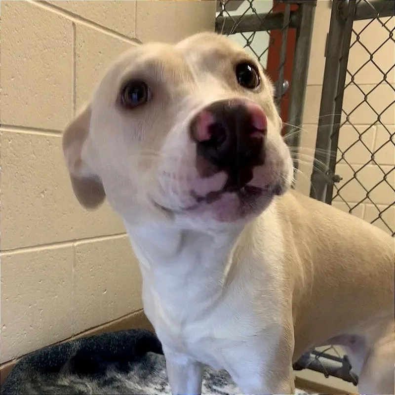 A young medium-sized female Pit Bull Terrier dog named Angel for adoption in Reno, NV