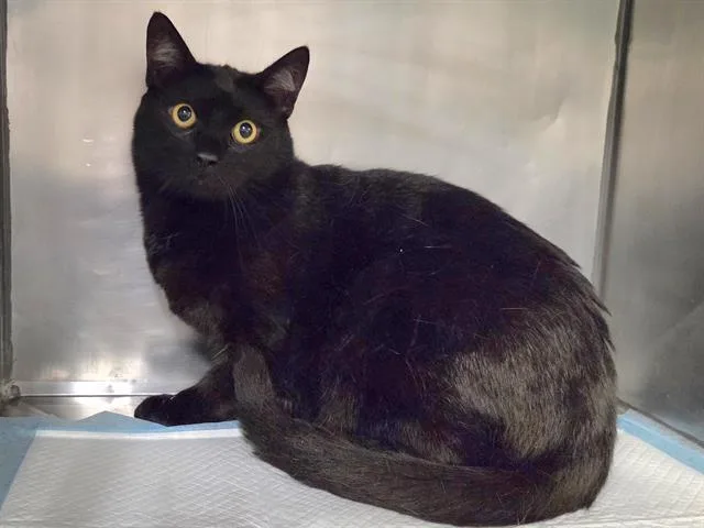 An adult large-sized male Domestic Short Hair cat named Archie Binx for adoption in Panama City, FL