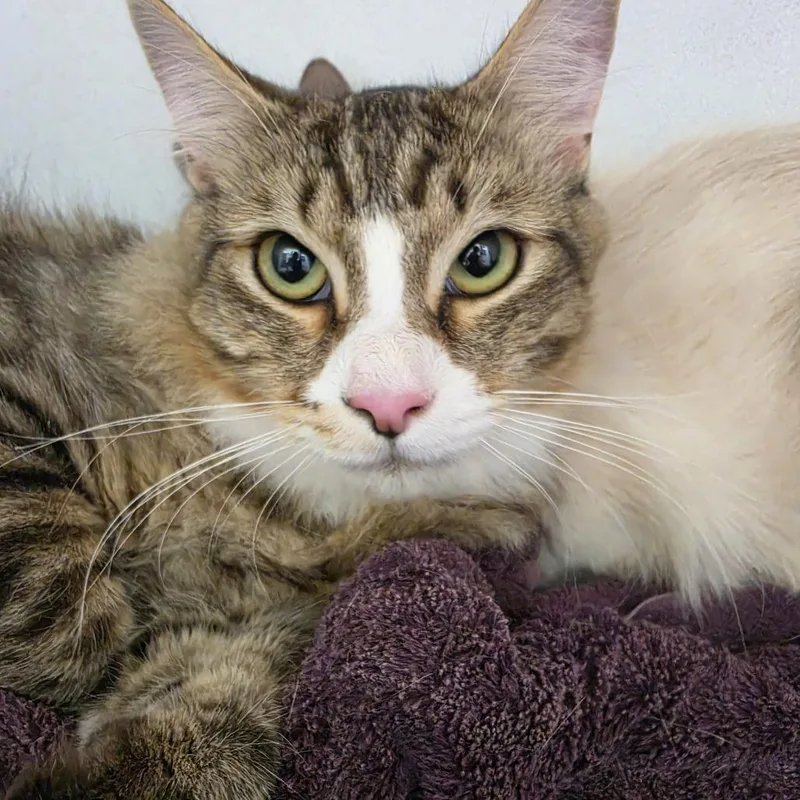 A young medium-sized male Domestic Long Hair cat named Porkchop for adoption in Desert Hot Springs, CA