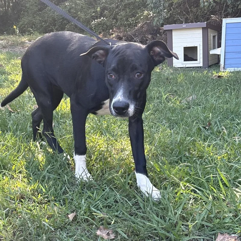 A young medium-sized female Black Pit Bull Terrier dog named Rain for adoption in Clanton, AL