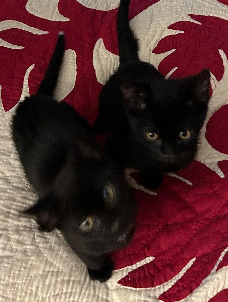 A baby medium-sized male Black Bombay cat named James & Morgan for adoption in San Luis Obispo, CA