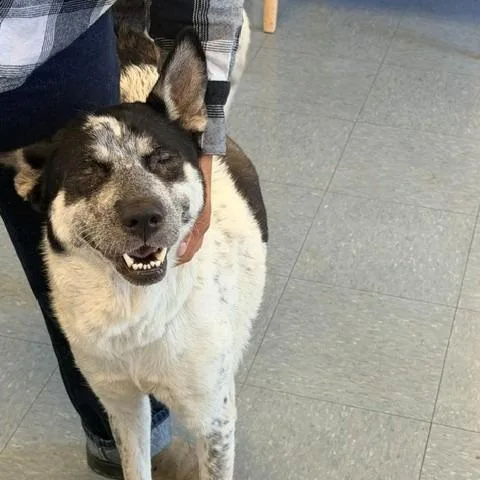 An adult medium-sized female Black Akita dog named Sundae for adoption in Hawthorne, CA