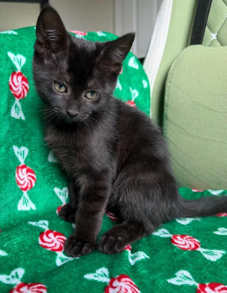 A baby medium-sized female Black Domestic Short Hair cat named Ithaca for adoption in St. Helens, OR