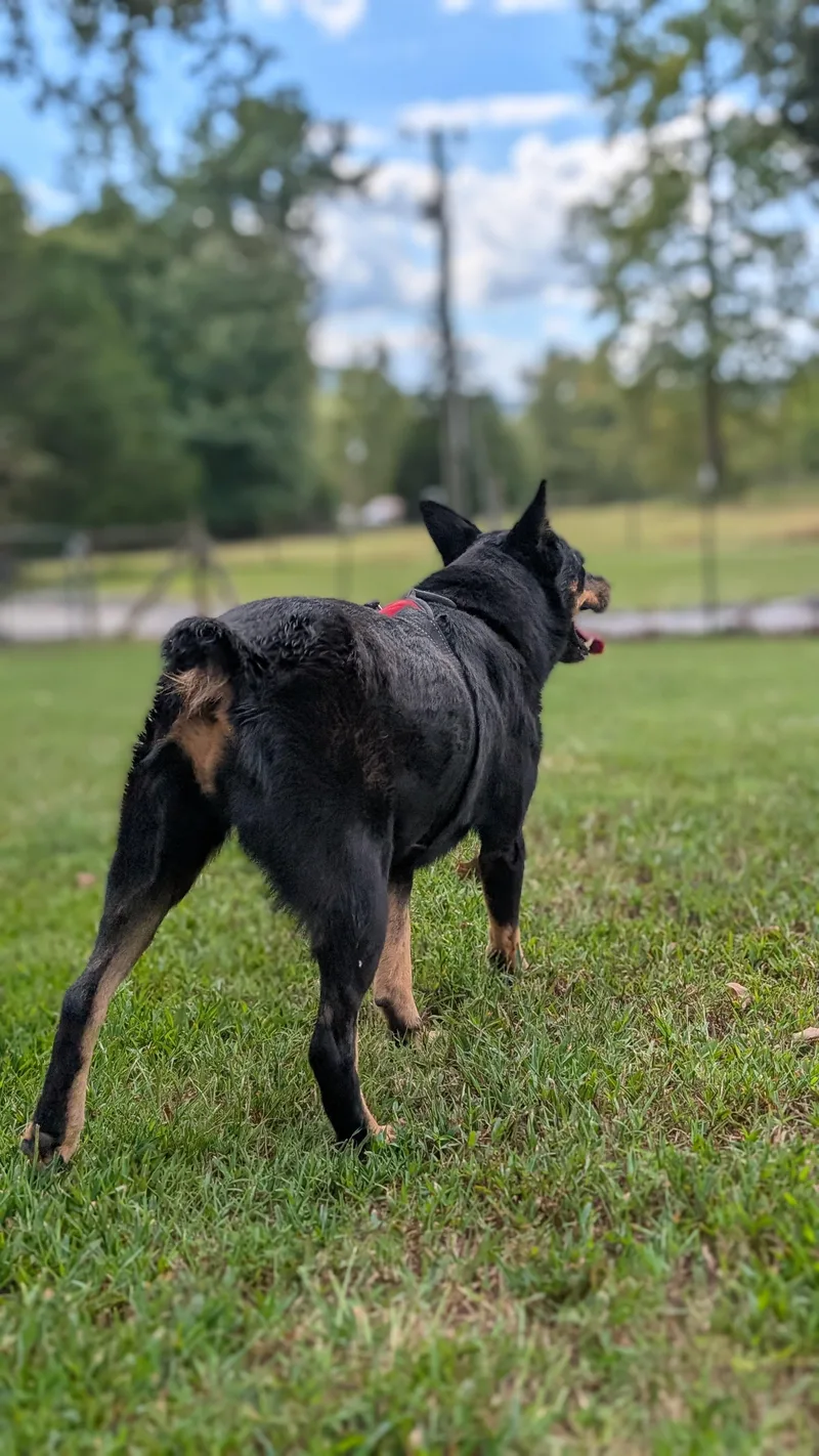 An adult medium-sized female Black Australian Cattle Dog / Blue Heeler dog named Gidget for adoption in Joppa, AL