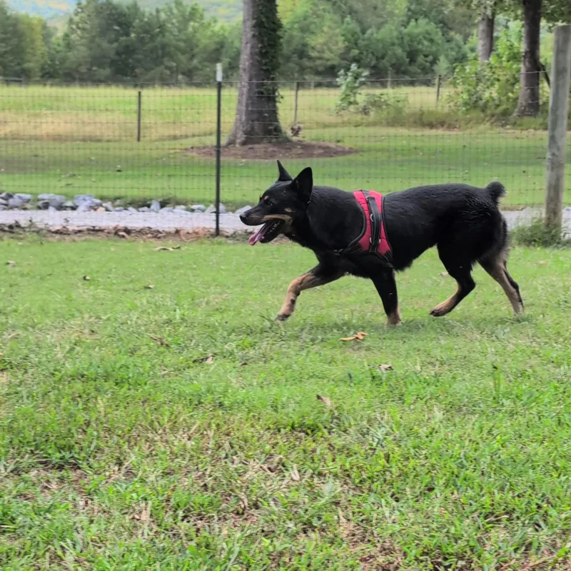 Gidget thumbnail 4