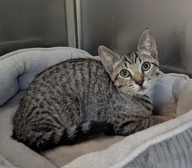 A baby medium-sized male Tabby (Gray / Blue / Silver) Tabby cat named Sam for adoption in Canoga Park, CA