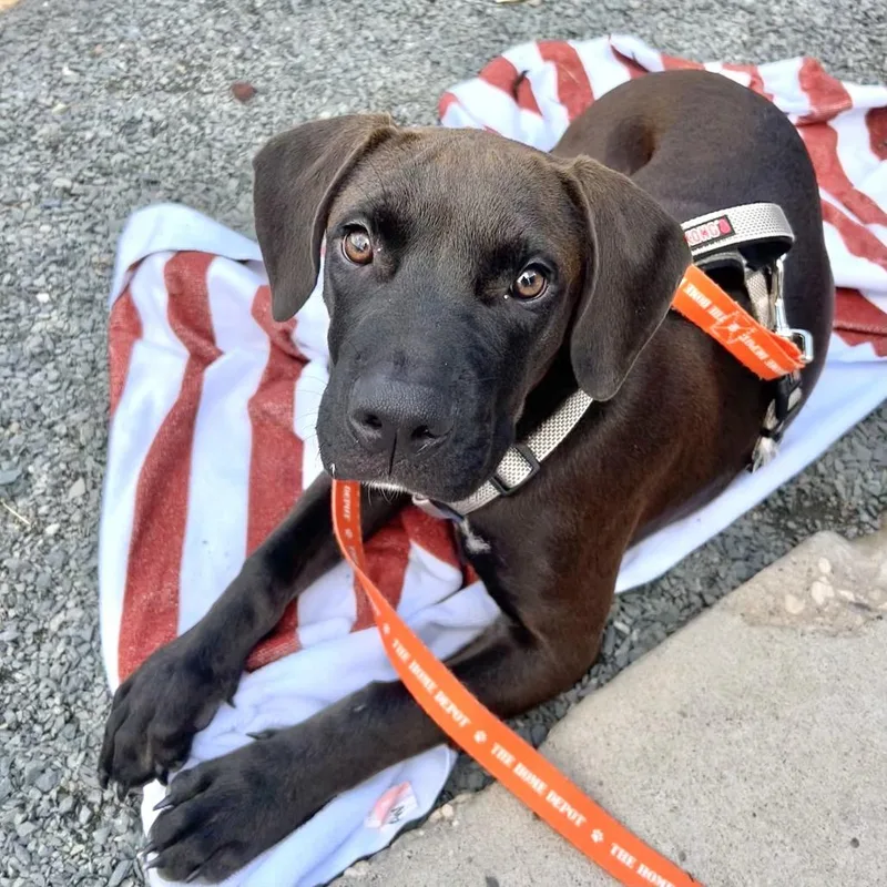 A baby medium-sized male American Bulldog dog named Marvin D for adoption in Minnetonka, MN