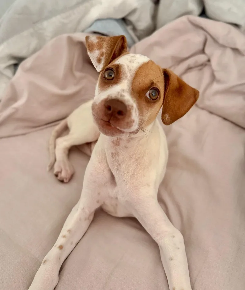 Louie  The Lover