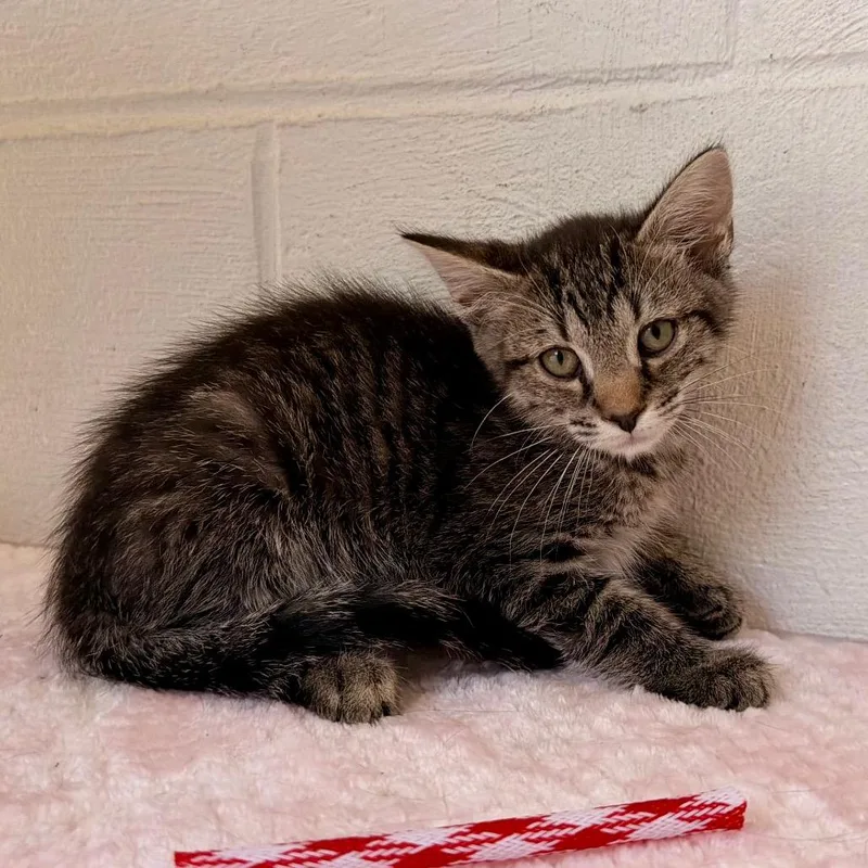 A baby small-sized male Black Domestic Short Hair cat named Tobin for adoption in Evensville, TN