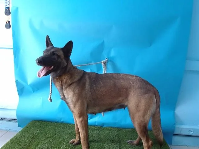 A young medium-sized female Belgian Shepherd / Malinois dog named A for adoption in Gardena, CA