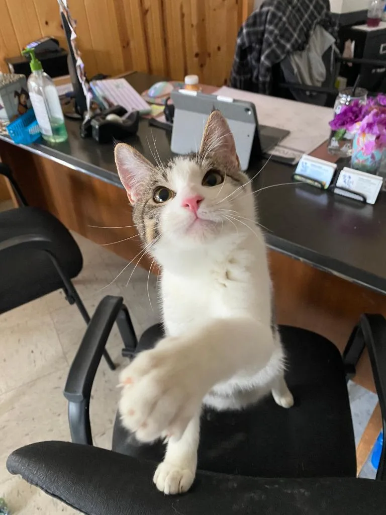 Swiss Icc thumbnail 2