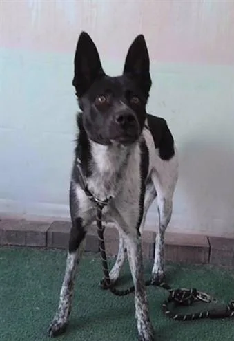 A young medium-sized female Australian Cattle Dog / Blue Heeler dog named Iris for adoption in Baldwin Park, CA
