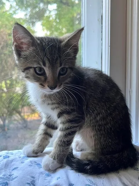 A baby small-sized male Domestic Short Hair cat named Fred for adoption in Louisville, KY