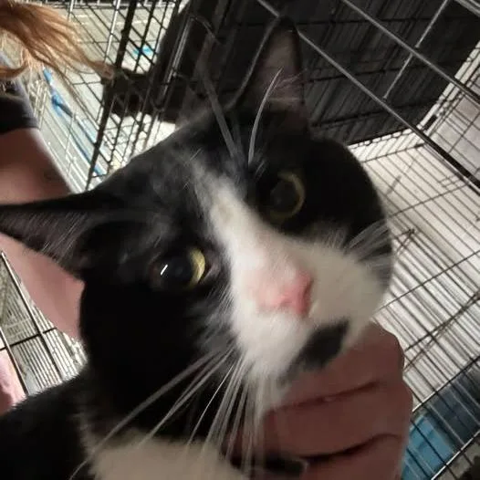 An adult large-sized male Black Domestic Short Hair cat named Romeo for adoption in Saint Charles, MO