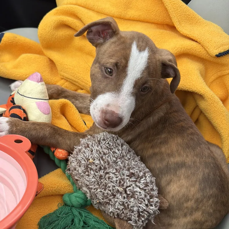 A baby medium-sized female Brown / Chocolate Mixed Breed dog named Dixie Arriving In for adoption in Berwick, ME