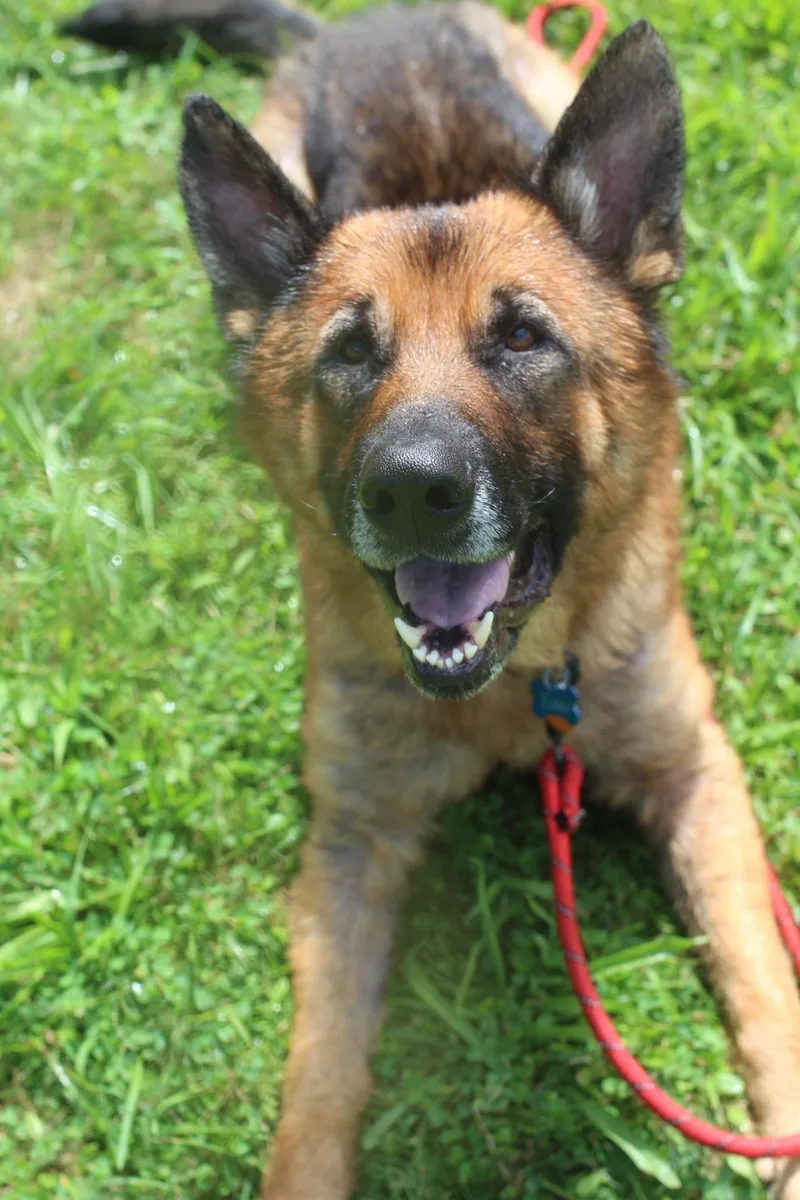 An adult large-sized male German Shepherd Dog dog named Zuko for adoption in Winthrop, MA