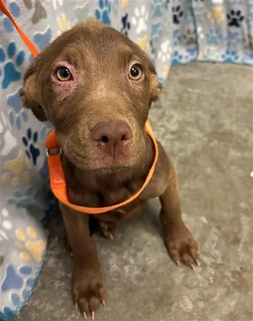 A baby small-sized male Labrador Retriever dog named Brownie for adoption in Rosenberg, TX
