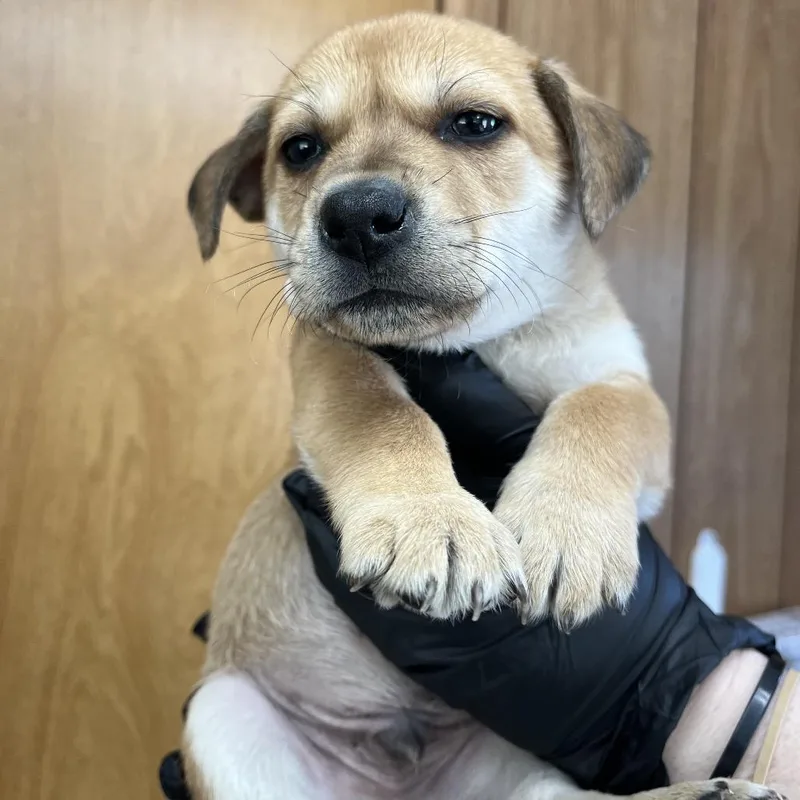 A baby small-sized male Yellow / Tan / Blond / Fawn Beagle dog named Air Bud D for adoption in Lebanon, TN