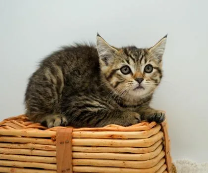 A young small-sized female Domestic Short Hair cat named Bailey for adoption in Bowling Green, KY