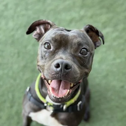 An adult large-sized female American Staffordshire Terrier dog named Miracle for adoption in Sacramento, CA