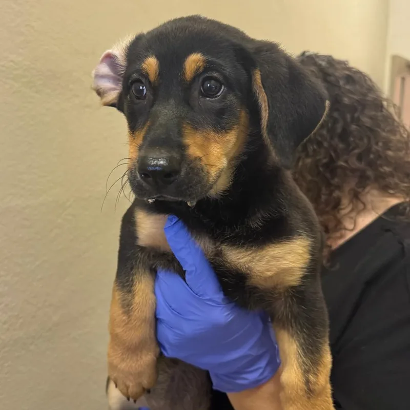 A baby small-sized female Black Retriever dog named Leslie for adoption in Birmingham, AL