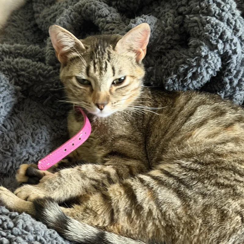 A baby medium-sized female Tabby (Brown / Chocolate) Domestic Short Hair cat named Nova for adoption in Liverpool, TX