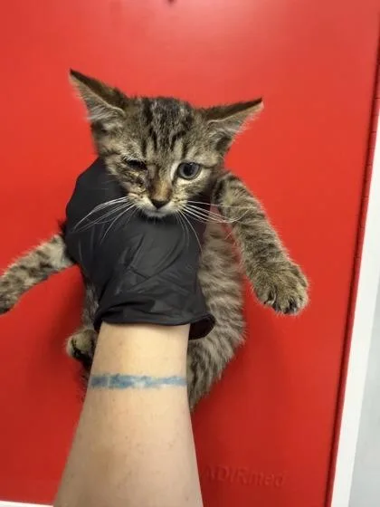A young small-sized female Domestic Short Hair cat named B Little Miss for adoption in North Charleston, SC
