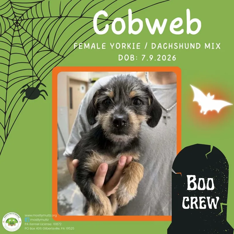 A baby small-sized female Yorkshire Terrier dog named Cobweb for adoption in Pottstown, PA