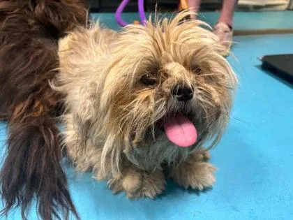 A young small-sized female Shih Tzu dog named Twister for adoption in Hobart, IN