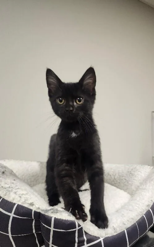 A young medium-sized male Black Domestic Short Hair cat named Etch A Sketch for adoption in Jackson, TN