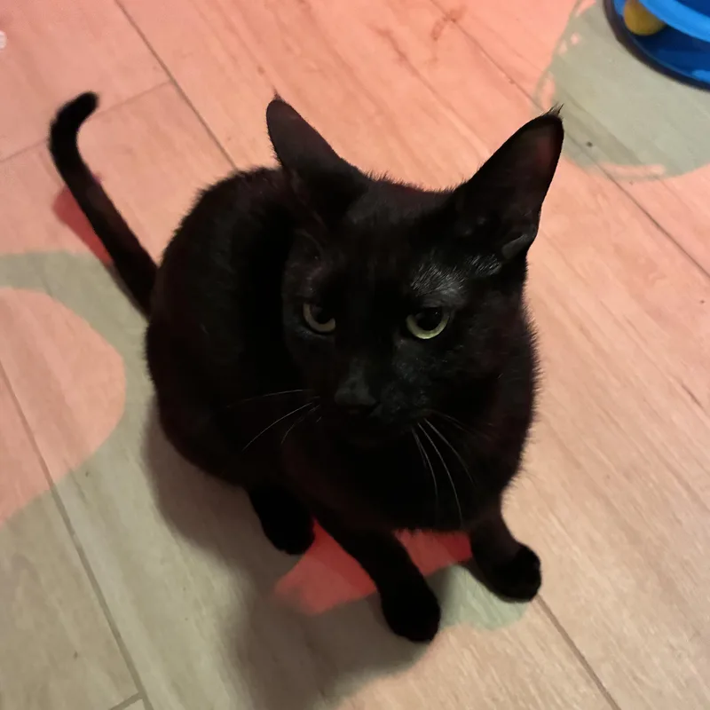 A baby small-sized female Black Bombay cat named Nyx for adoption in Liverpool, TX