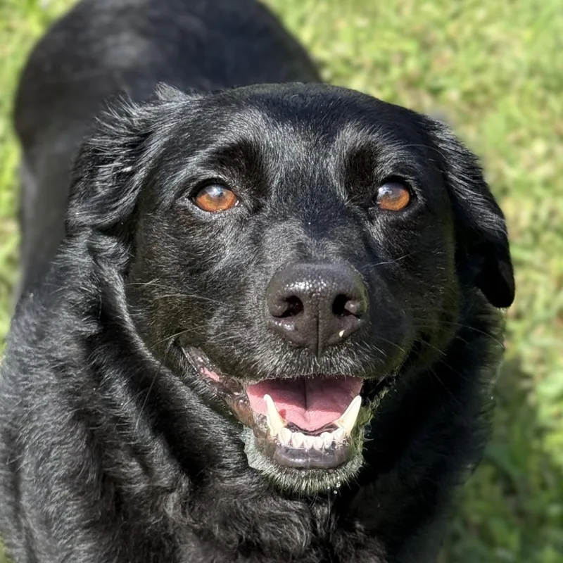 An adult medium-sized female Corgi dog named Birdie for adoption in Brenham, TX