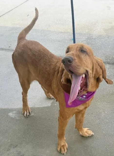 An adult large-sized female Bloodhound dog named Honey for adoption in Crescent City, FL