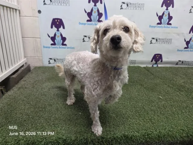 A young small-sized male Bichon Frise dog named Lynx for adoption in Orlando, FL