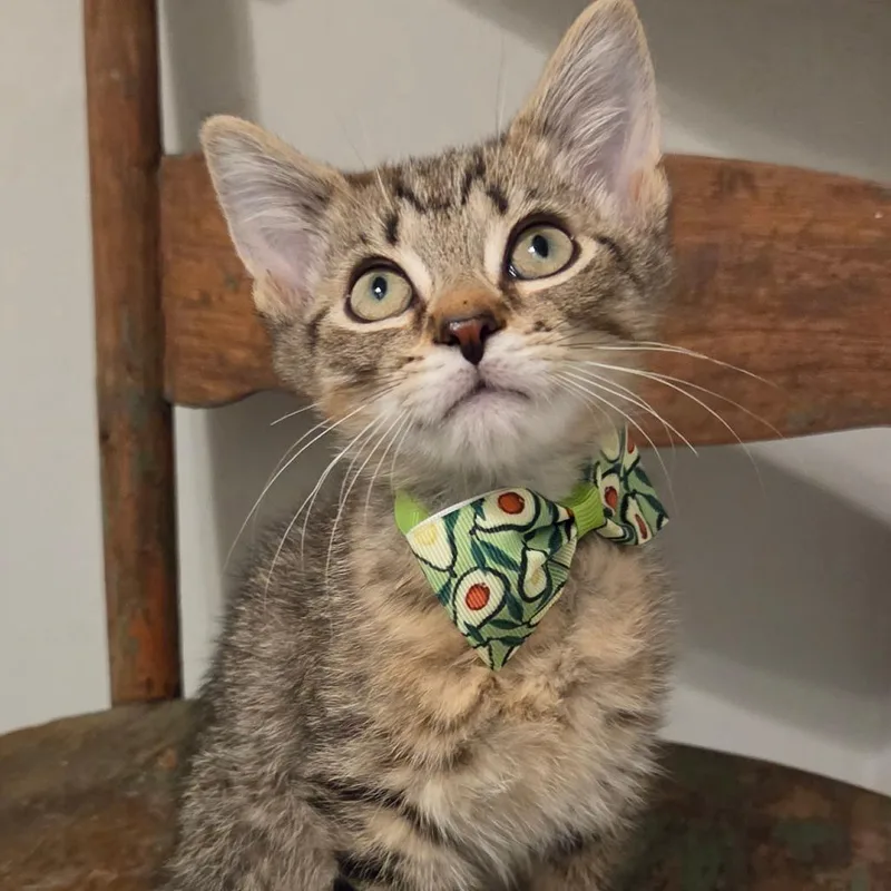 A baby small-sized male Domestic Short Hair cat named Squeak for adoption in New Albany, OH