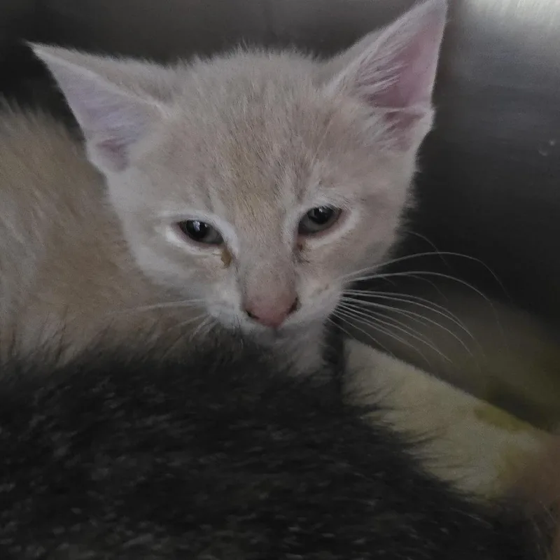 A baby small-sized male Domestic Short Hair cat named Salem for adoption in Yanceyville, NC