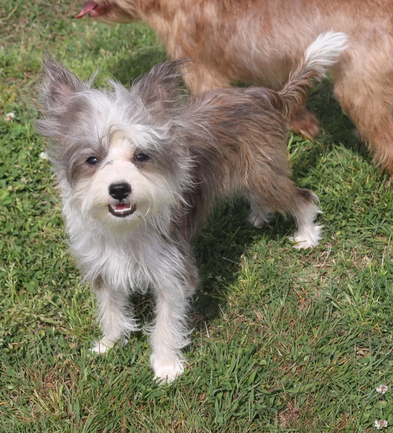 Beatrice thumbnail 2