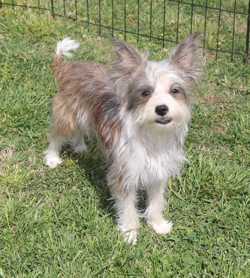 Beatrice thumbnail 3