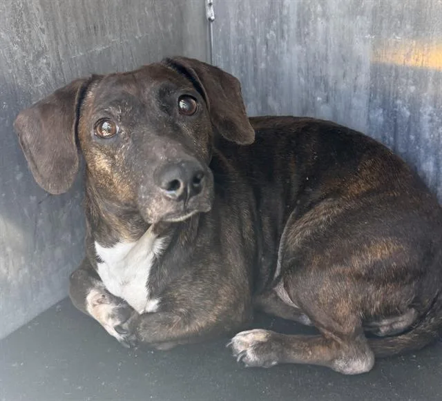 A young small-sized female Dachshund dog named Laila for adoption in San Antonio, TX