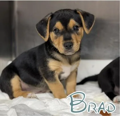A baby medium-sized male Entlebucher dog named Brad for adoption in Morton Grove, IL