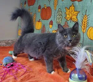 A young medium-sized female Domestic Long Hair cat named Gracie for adoption in Bucyrus, OH