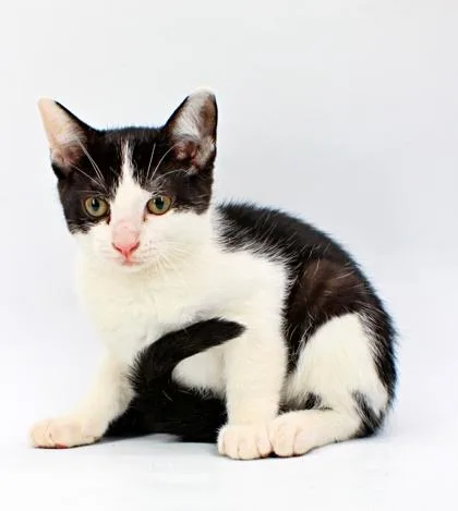 A baby small-sized male Domestic Short Hair cat named Aaron for adoption in Morton Grove, IL