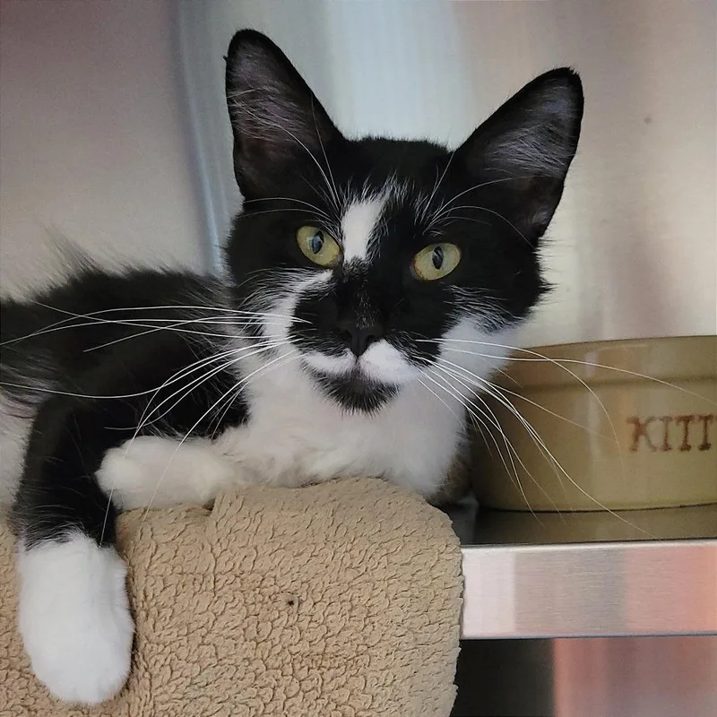A young medium-sized female Black Domestic Medium Hair cat named Magnolia for adoption in Nashville, IN