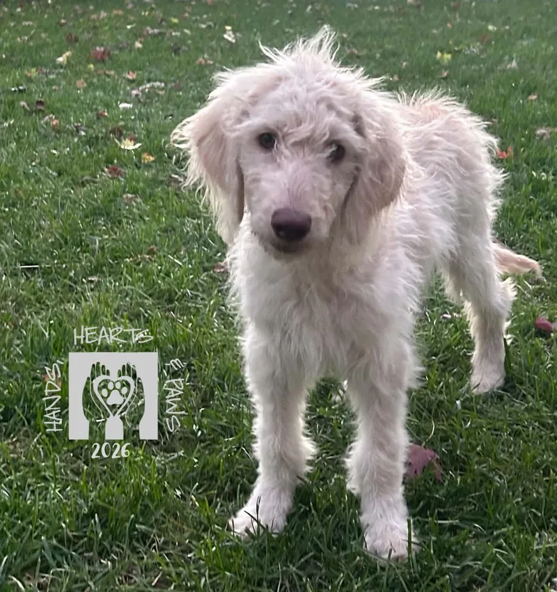 A baby medium-sized female Golden Retriever dog named Kesha for adoption in Omaha, NE