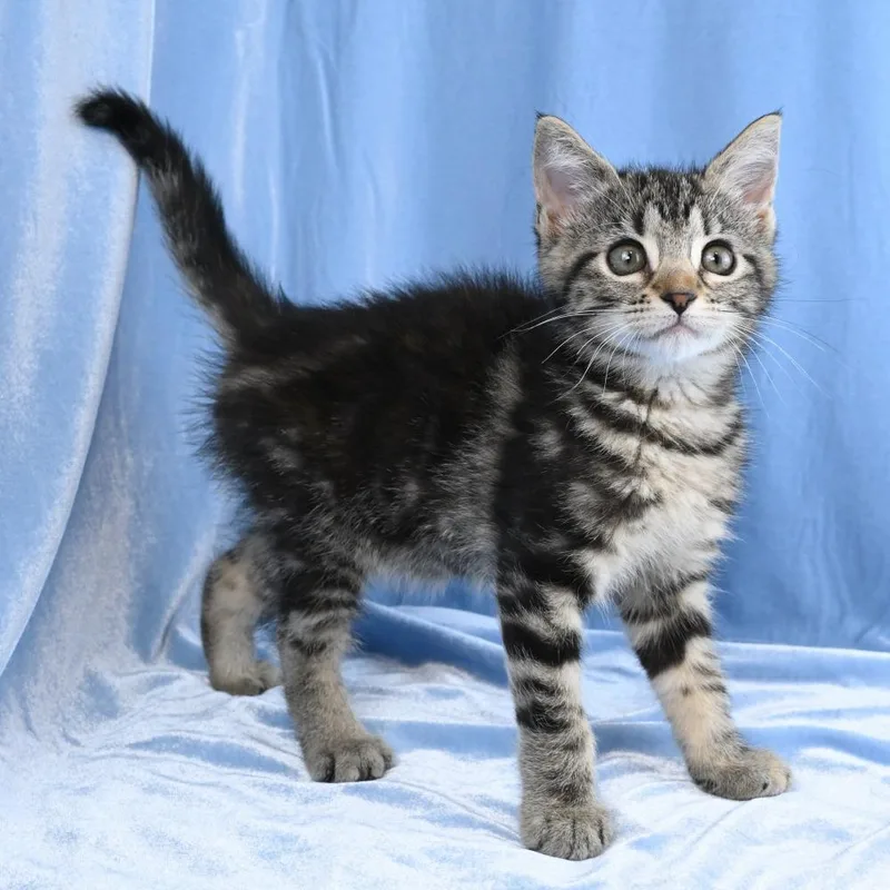 A baby small-sized female Brown / Chocolate Domestic Short Hair cat named Maria for adoption in Mobile, AL