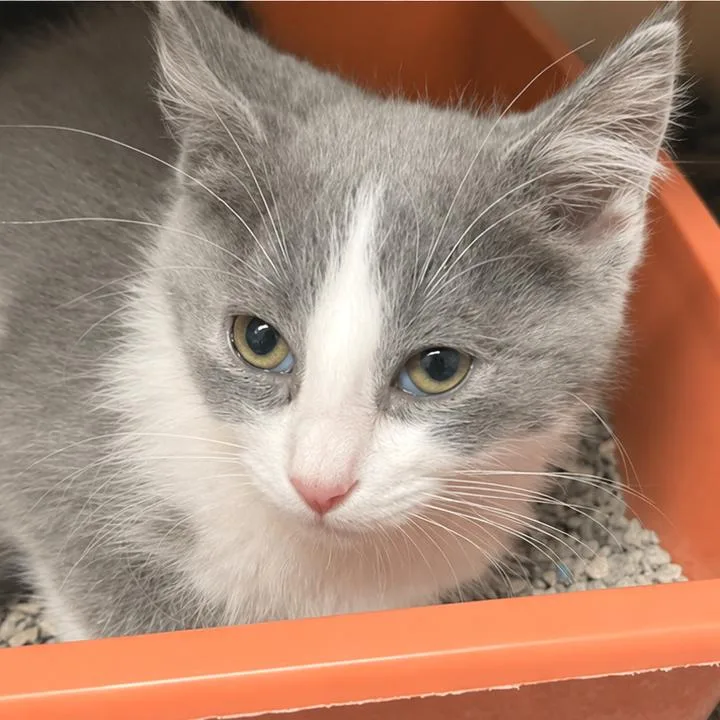A baby small-sized female Gray / Blue / Silver Domestic Medium Hair cat named Noodle for adoption in South Elgin, IL