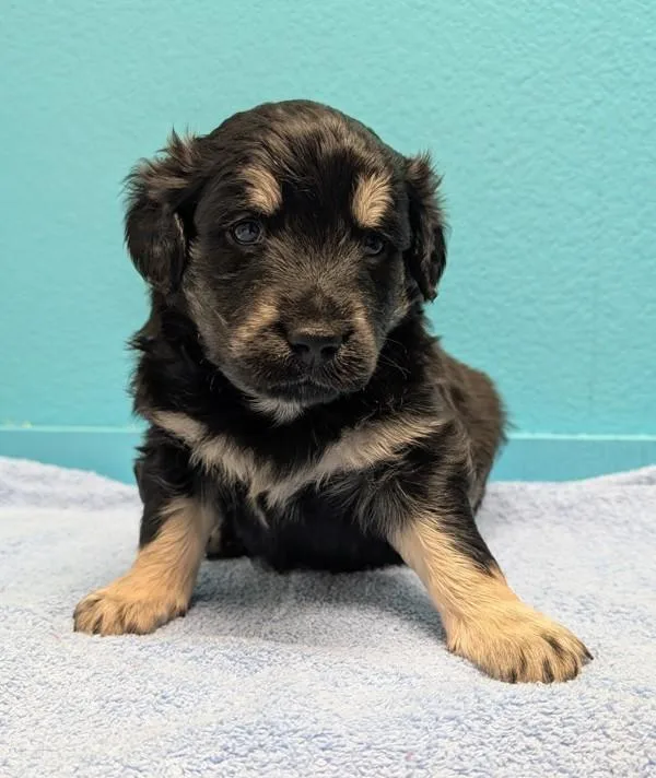 A baby large-sized female Shepherd dog named Rose for adoption in Escondido, CA