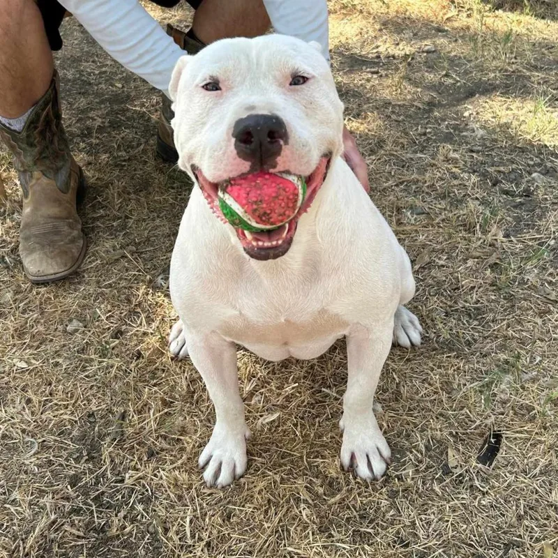 An adult large-sized male White / Cream Staffordshire Bull Terrier dog named Max Cooper for adoption in Seguin, TX