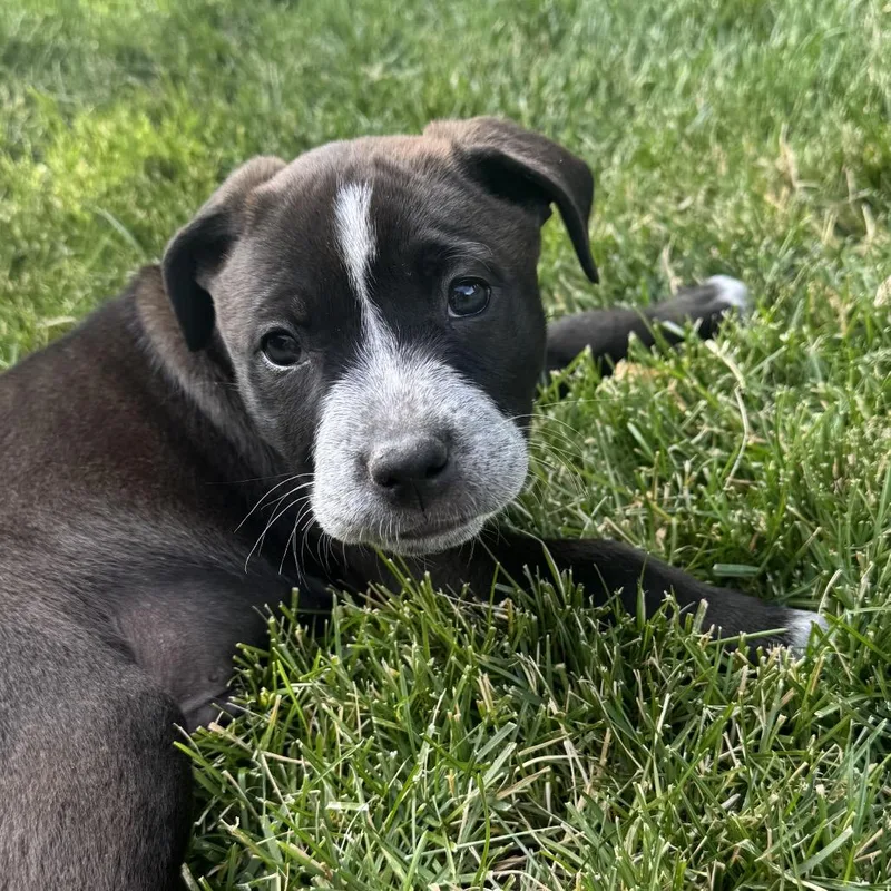 A baby medium-sized male Black Labrador Retriever dog named Rocky for adoption in Cashmere, WA