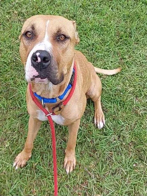 A young large-sized female American Staffordshire Terrier dog named Blossom for adoption in Fort Lauderdale, FL